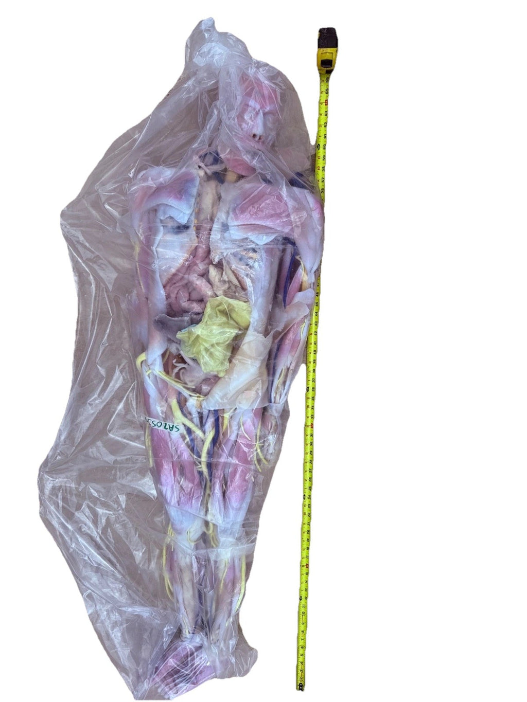 SynDaver Human Anatomy Model Realistic Medical Trainer Full Size $81k