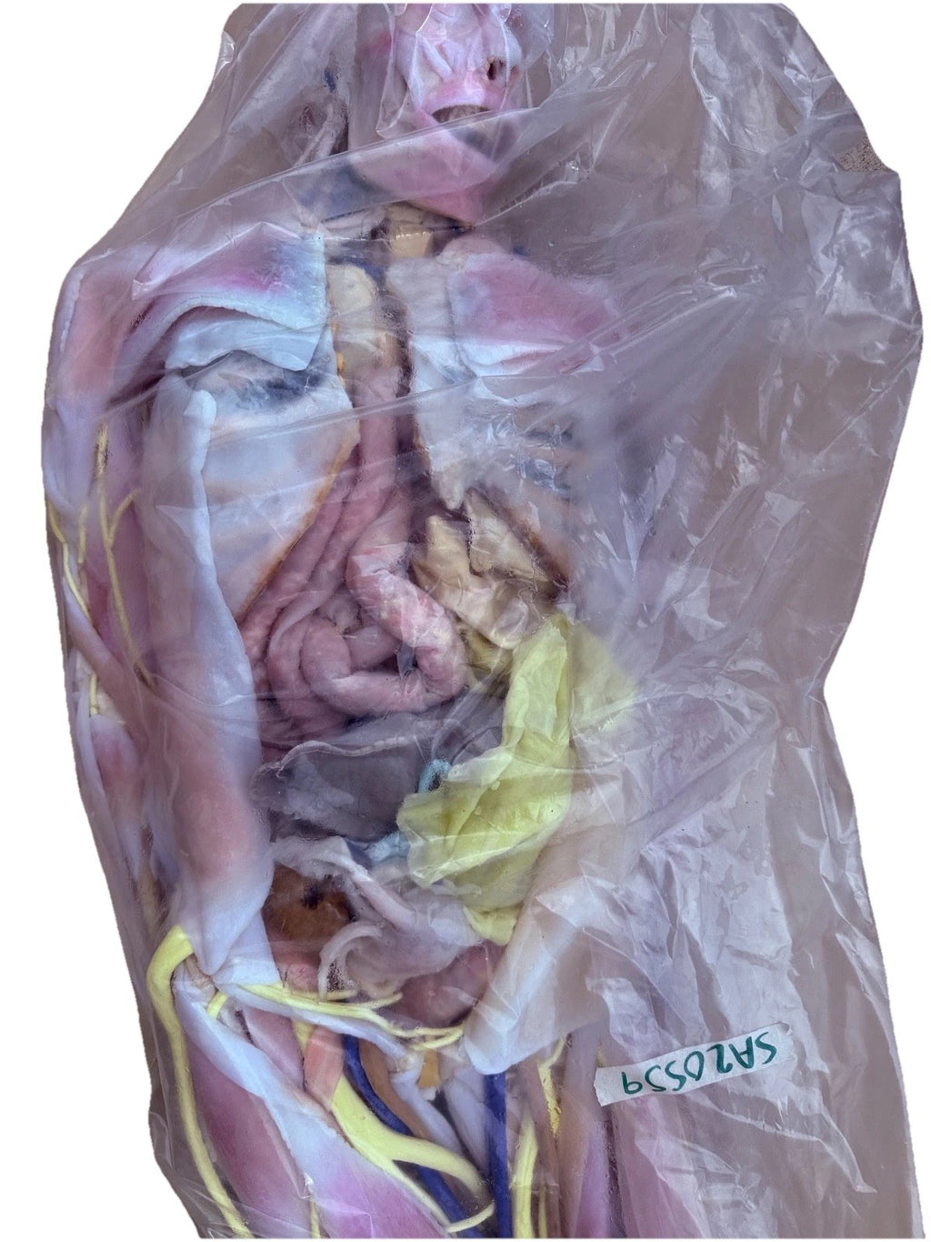 SynDaver Human Anatomy Model Realistic Medical Trainer Full Size $81k