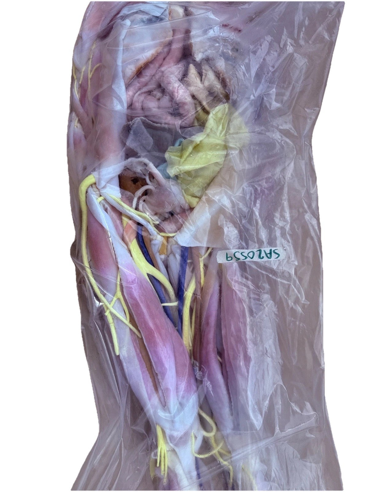 SynDaver Human Anatomy Model Realistic Medical Trainer Full Size $81k