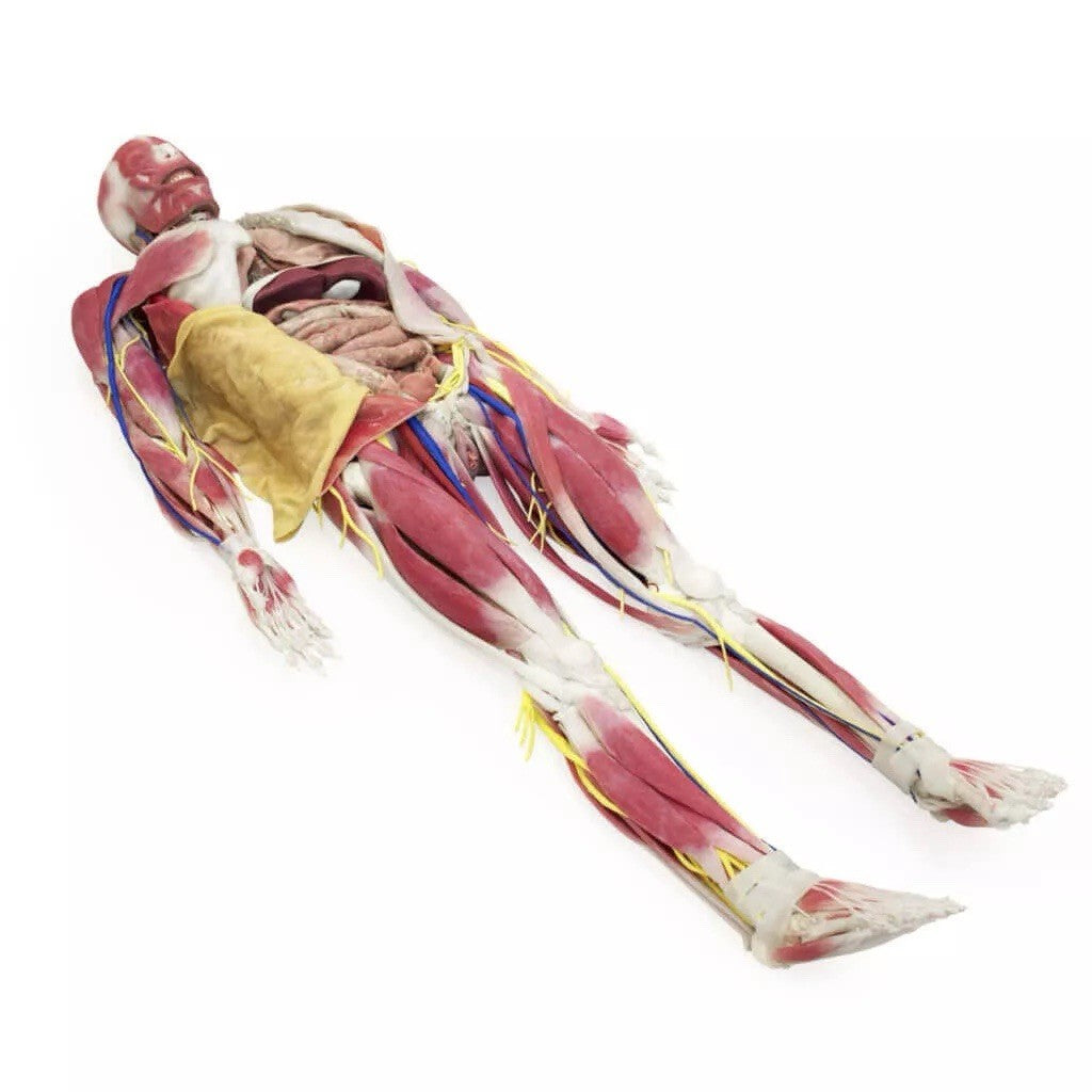 SynDaver Human Anatomy Model Realistic Medical Trainer Full Size $81k